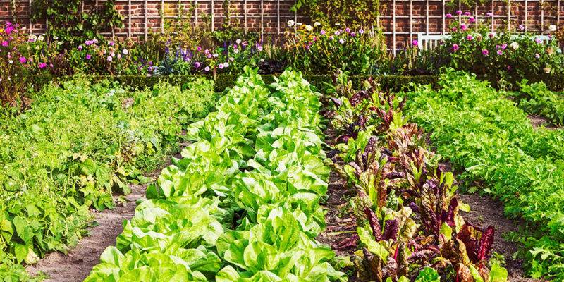 Urban Farming