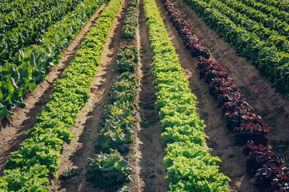 Your Vegetable Garden Tips