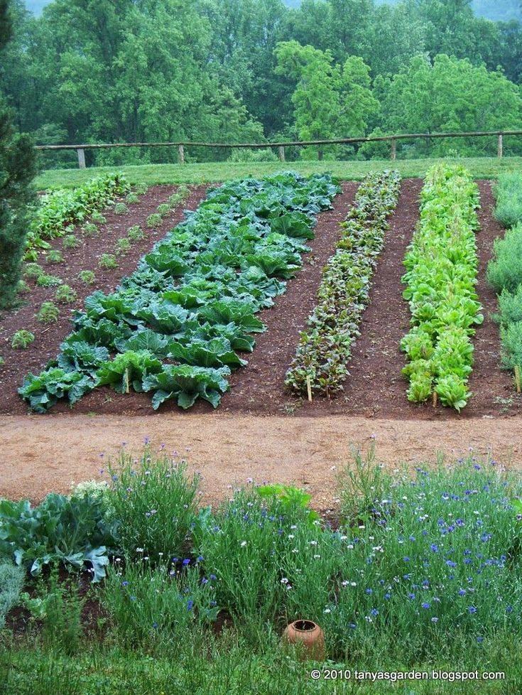 The Top Vegetable Garden Layout Ideas Westwood Gardens