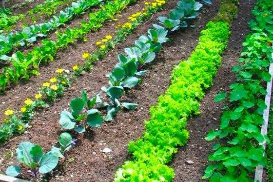 Raised Row Gardening Techniques