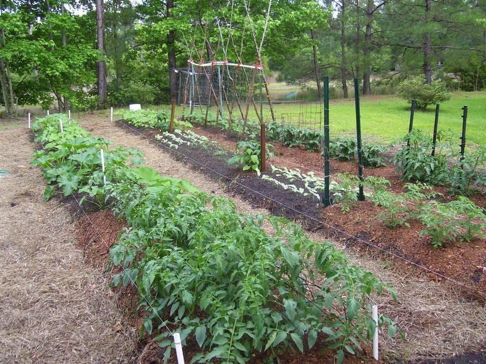 21 Vegetable Garden Layout Ideas Rows Worth a Look SharonSable
