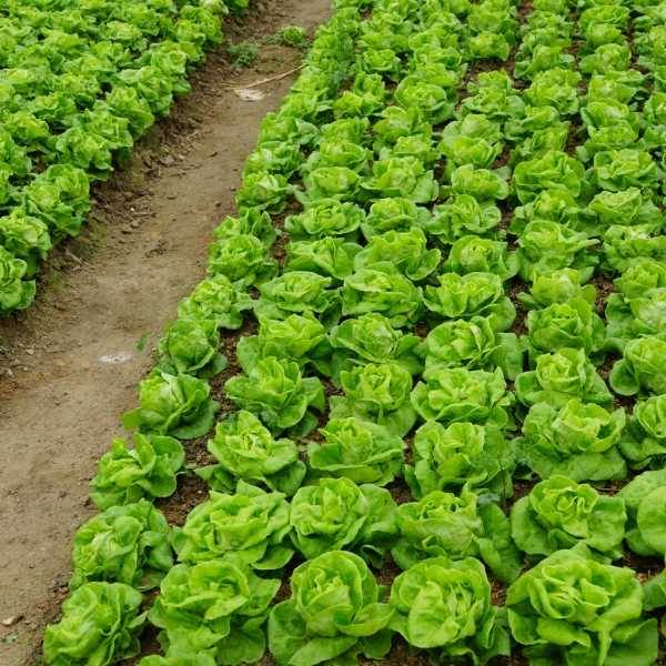Vegetable Garden Orientation