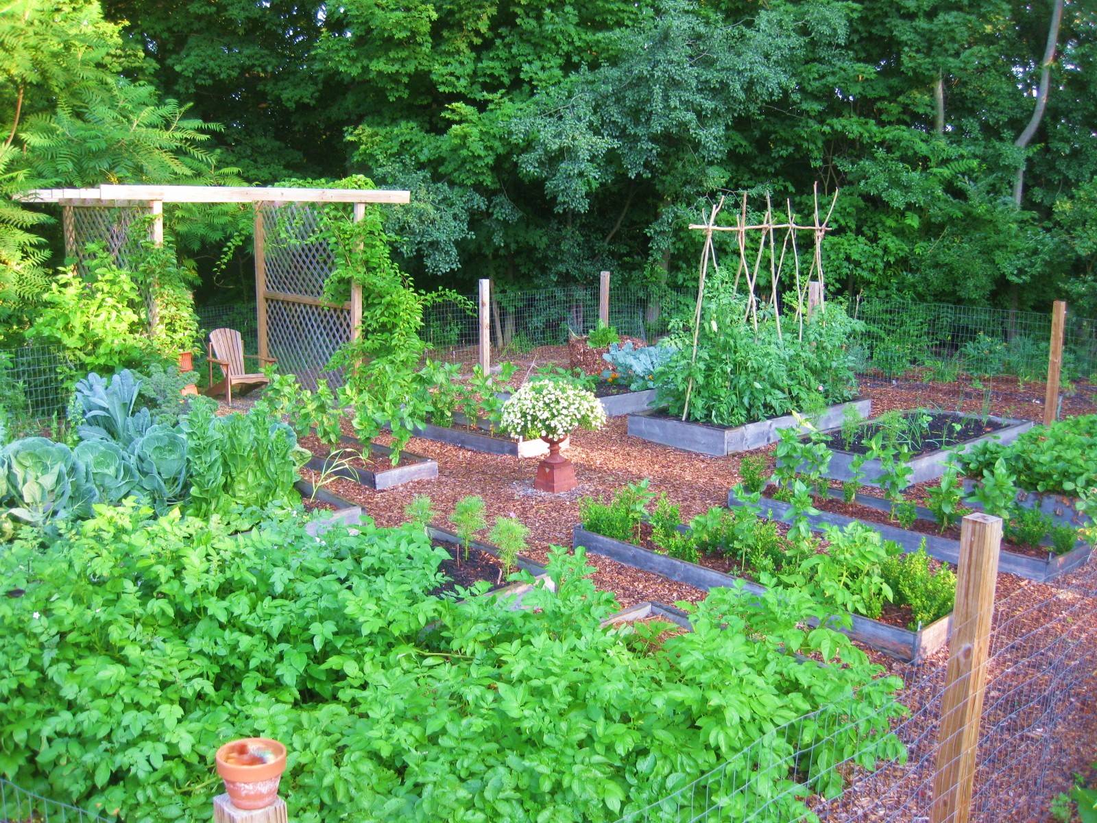 Camilles Backyard Kitchen Garden