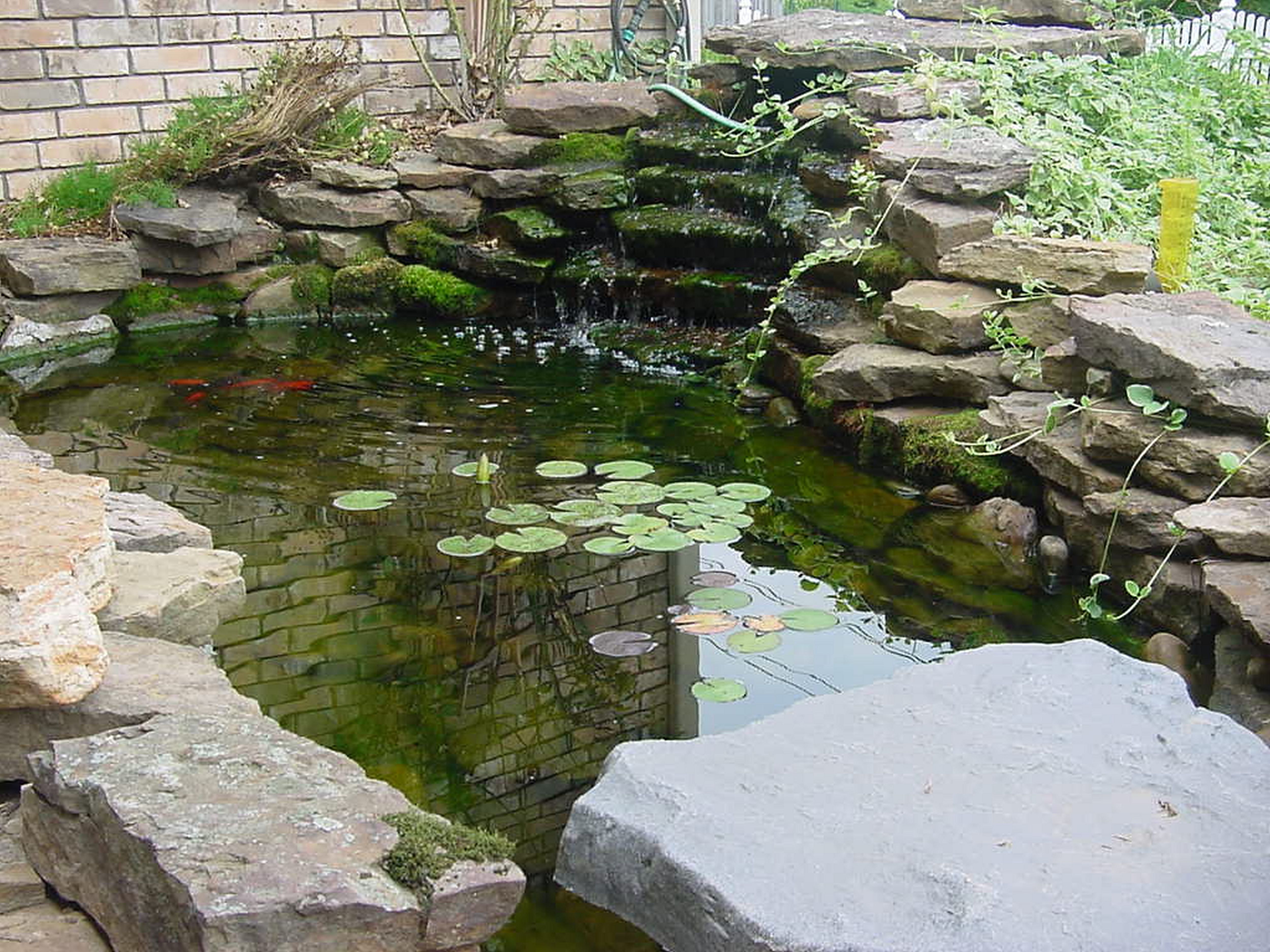 Ground Patio Pond Backyard Summer Small Fish