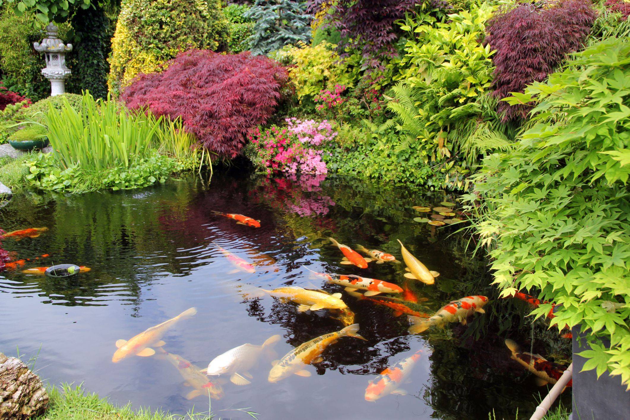 Japanese Koi Ponds