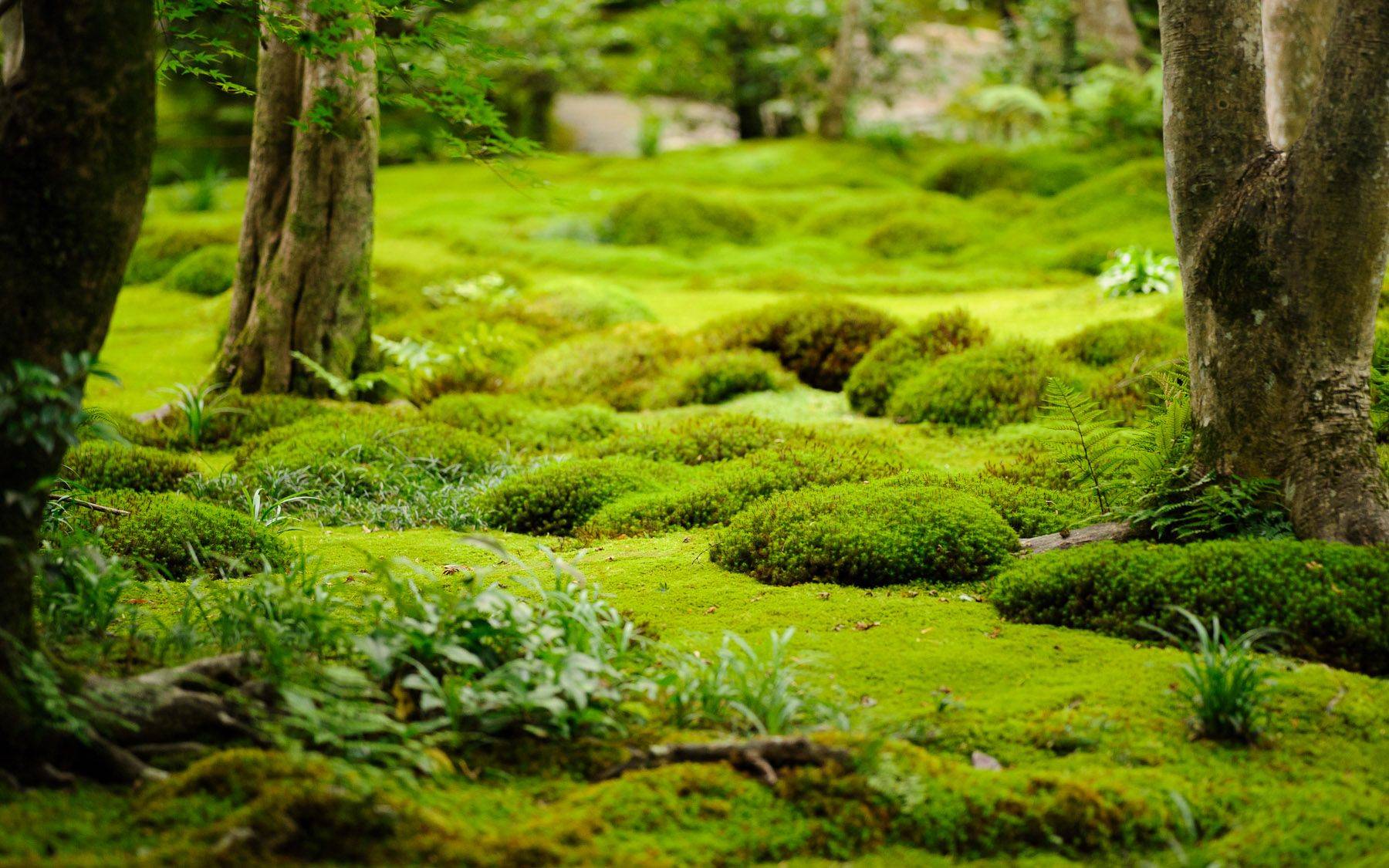 A Japanese Moss Garden