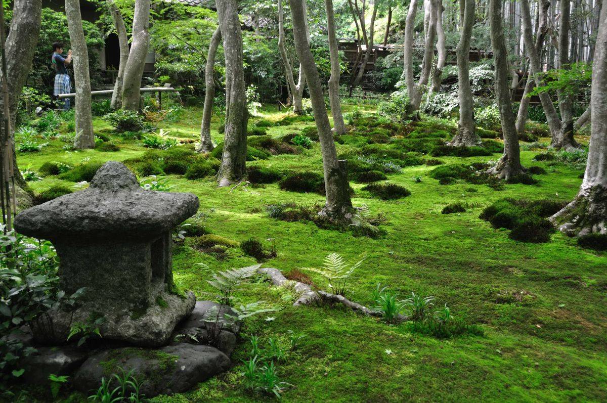 Japanese Moss Garden Japanese Plants
