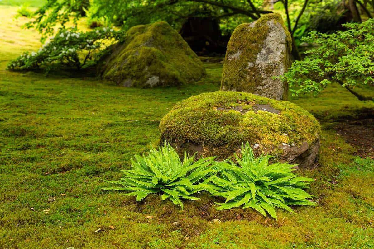 Mossgardenindoor Japanese Garden Plants