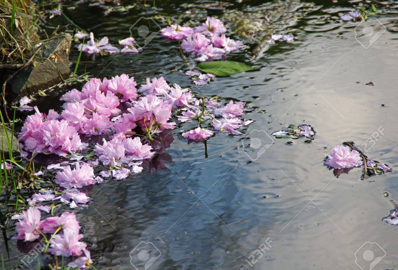 Beautiful Japanese Garden Design