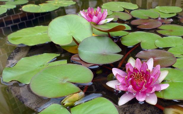 Wildlife Plant Flower Stock