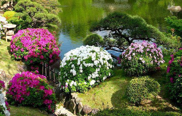 Nature Japanese Water Garden