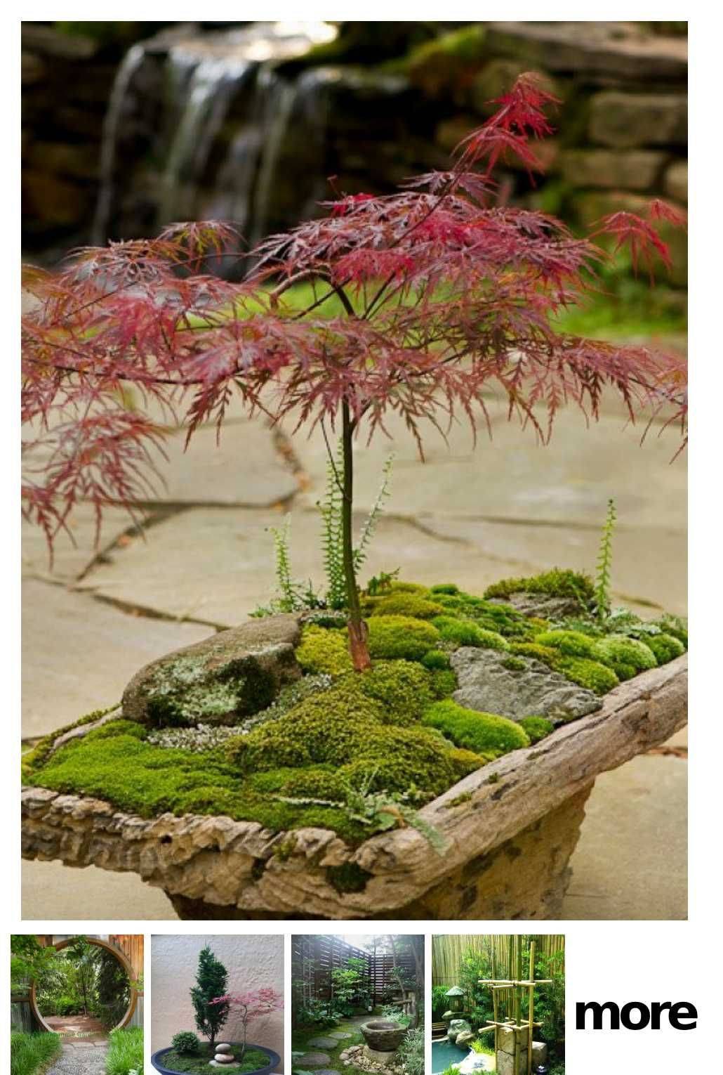 Garden Plants