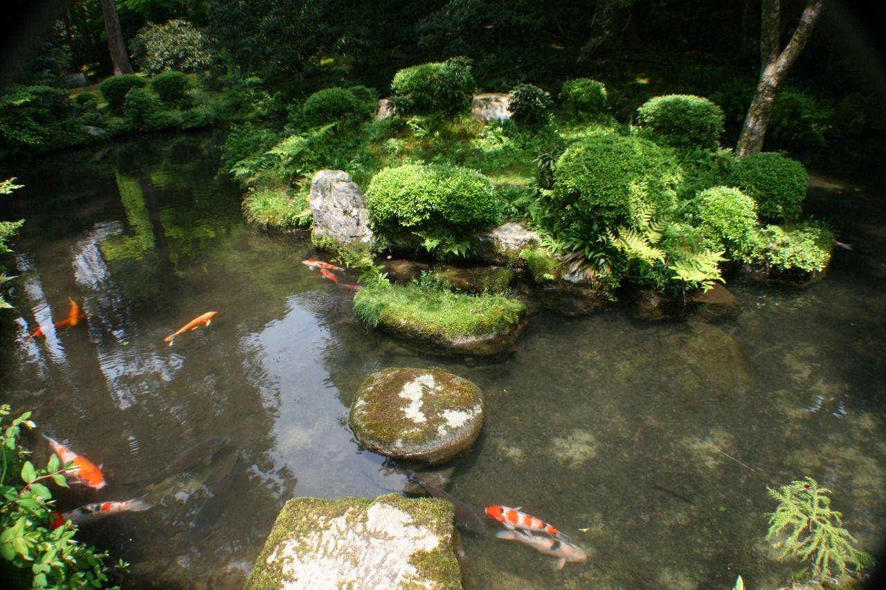 Large Koi Pond Lantern Bamboo Maples Bonsai Stock