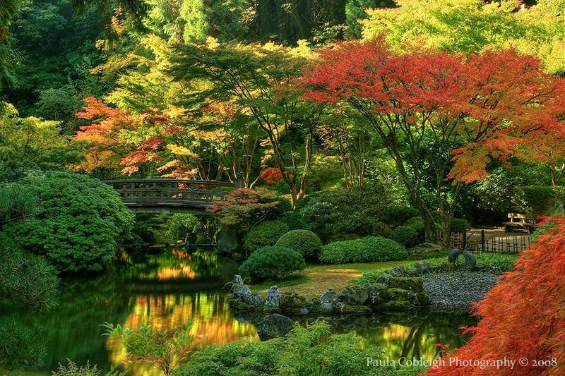 Japanese Maple