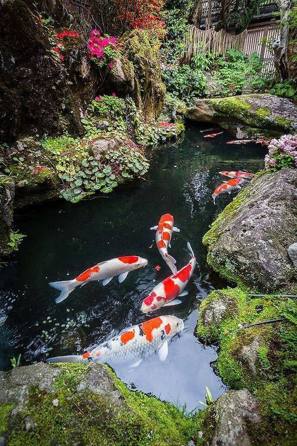 Koi Fish Pond Stock Photo Download