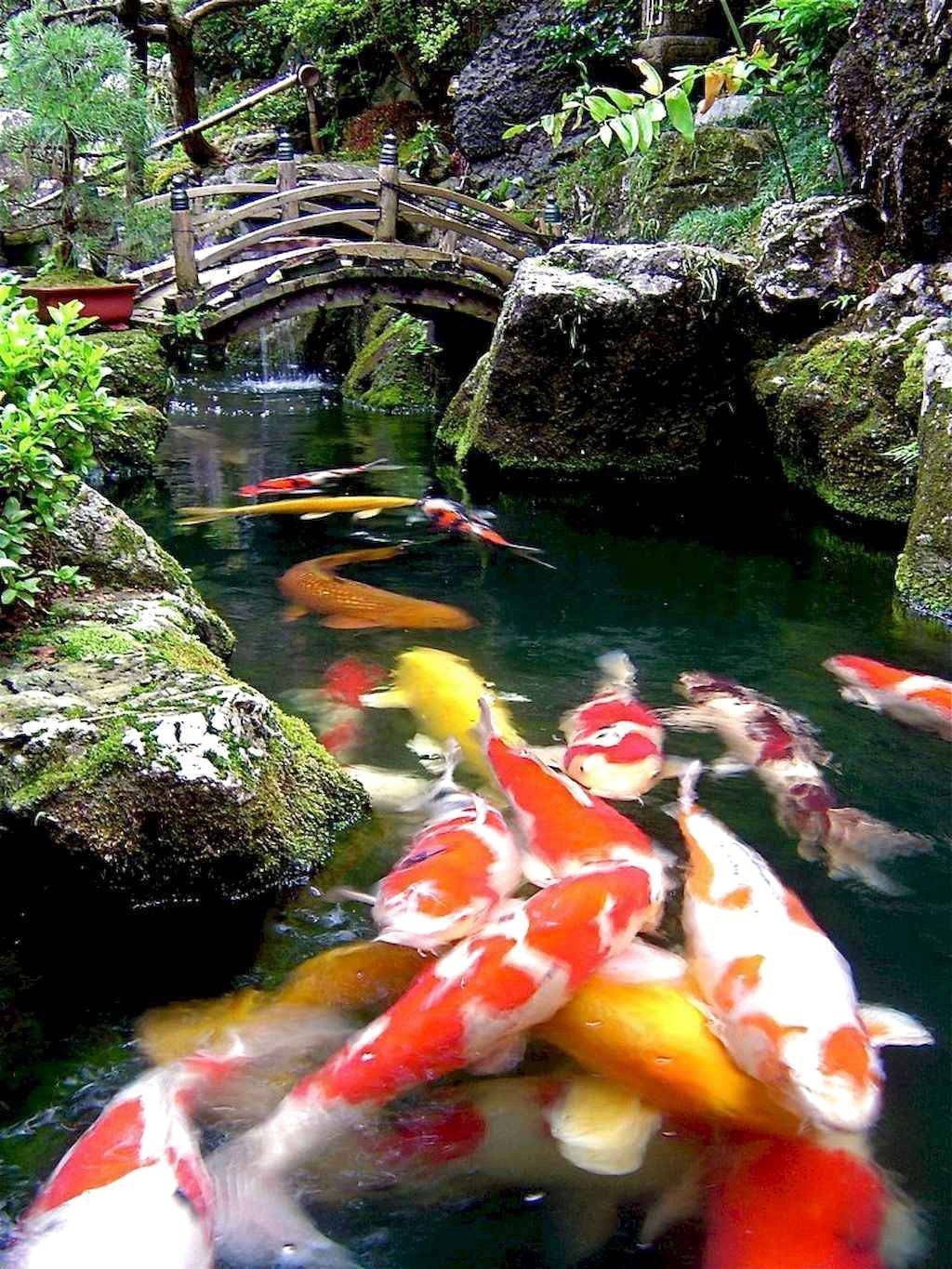 Japanese Garden Japanese Gardens Water Garden Ponds Backyard