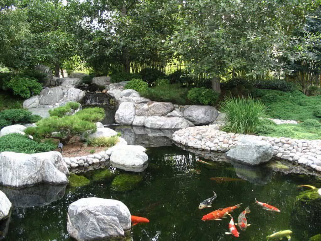 Traditional Japanese Koi Pond