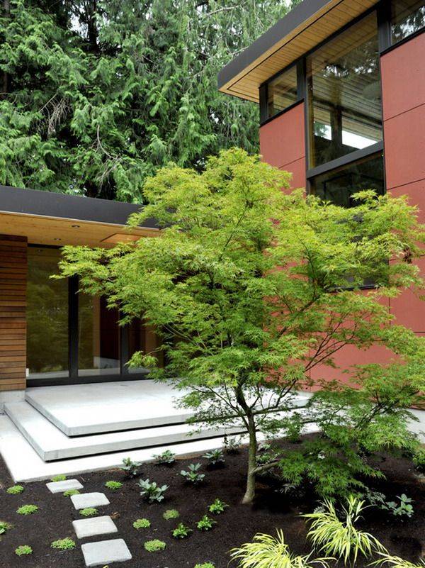 Small Maple Tree Japanese Garden