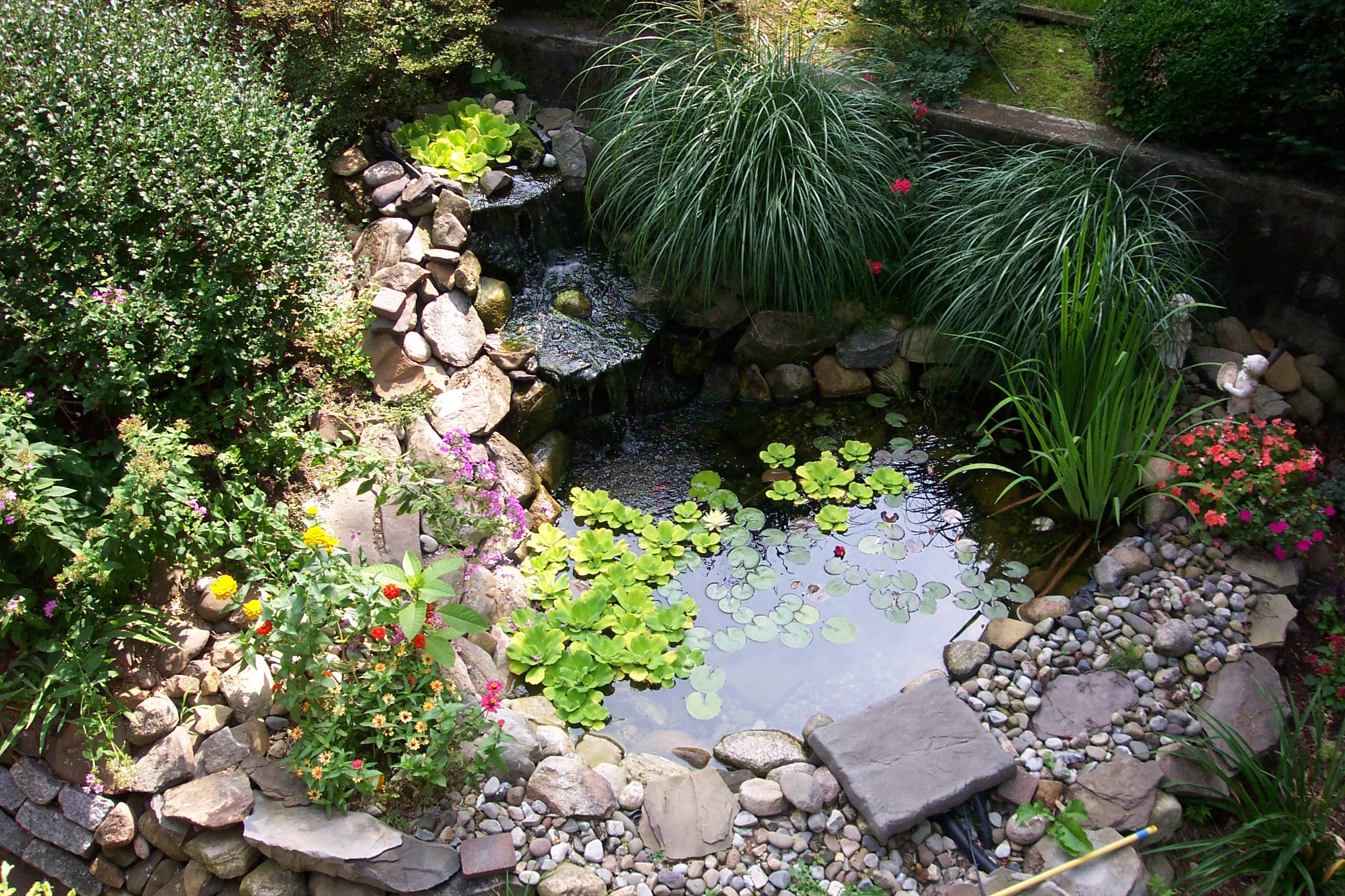 Your Garden Pond