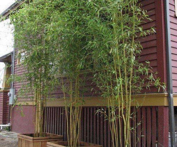 Bamboo Fountain
