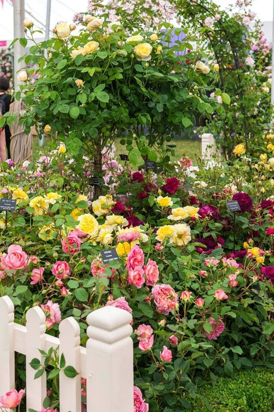 Fencing Rose Garden Design