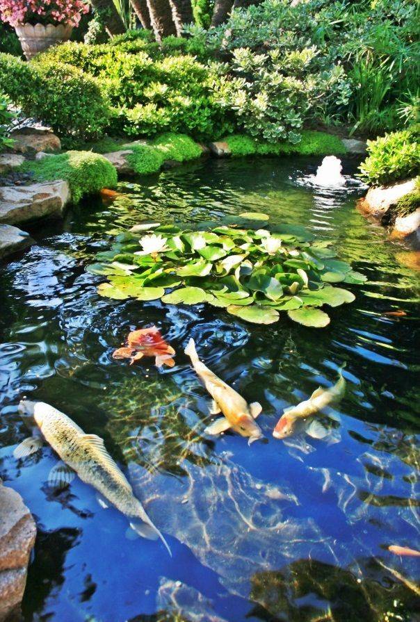 Halsted House Backyard Koi Pond Modern Landscape