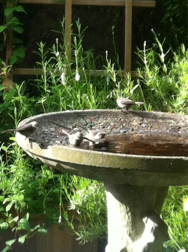 Cute Homemade Bird Bath Yard Stuff Pinterest Trees Bird Baths