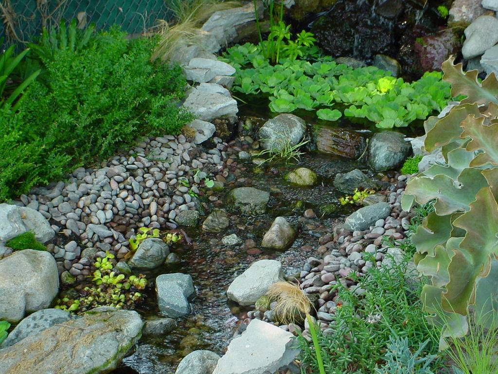 Plant Patio Pond Landscaping