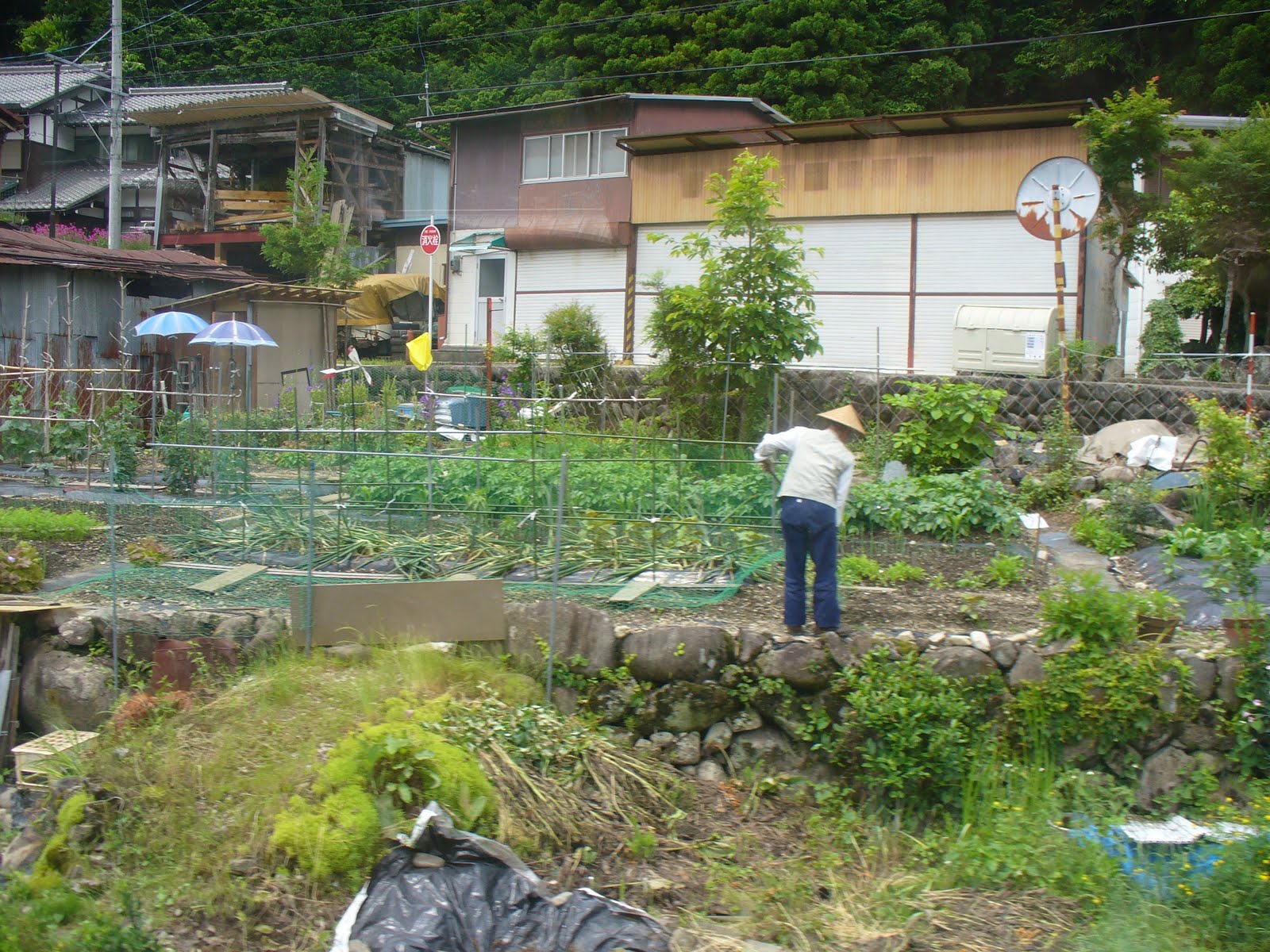 Japanese Vegetable Gardens Bing Images Vegetable Garden Design