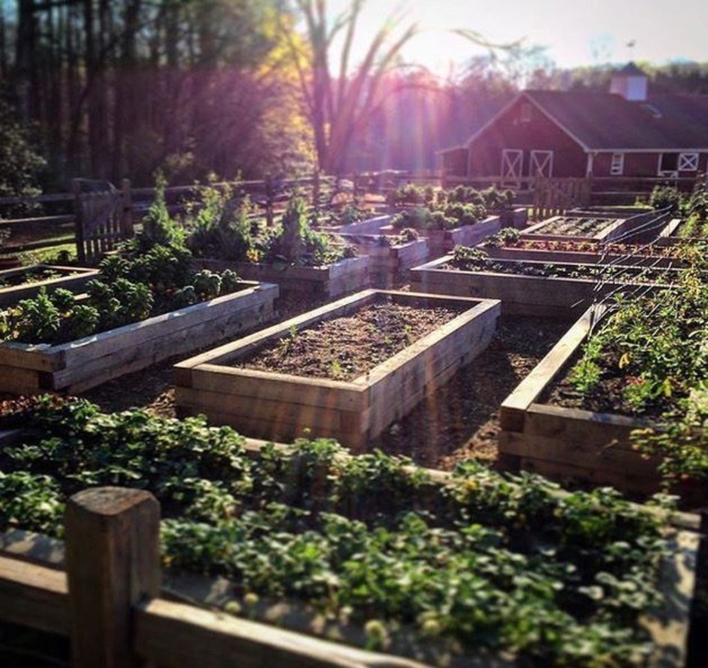 Vegetable Zen Garden Ideas