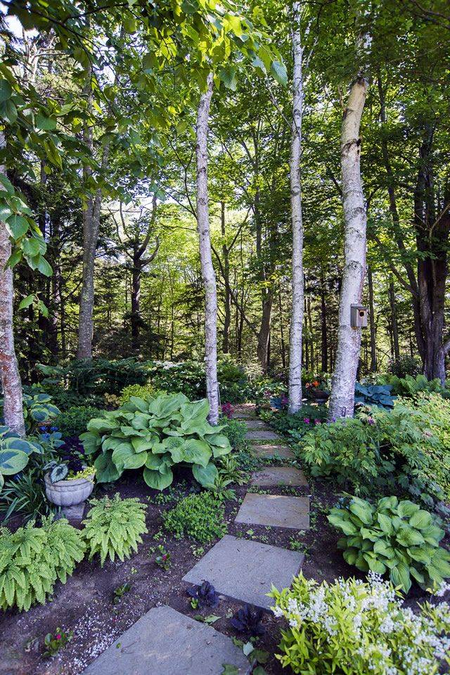 Shady Woodland Garden Ideas Photograph Shade Garden