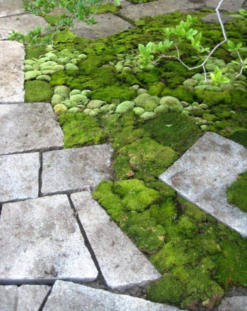 Mesmerizing Moss Gardens You Must See Today