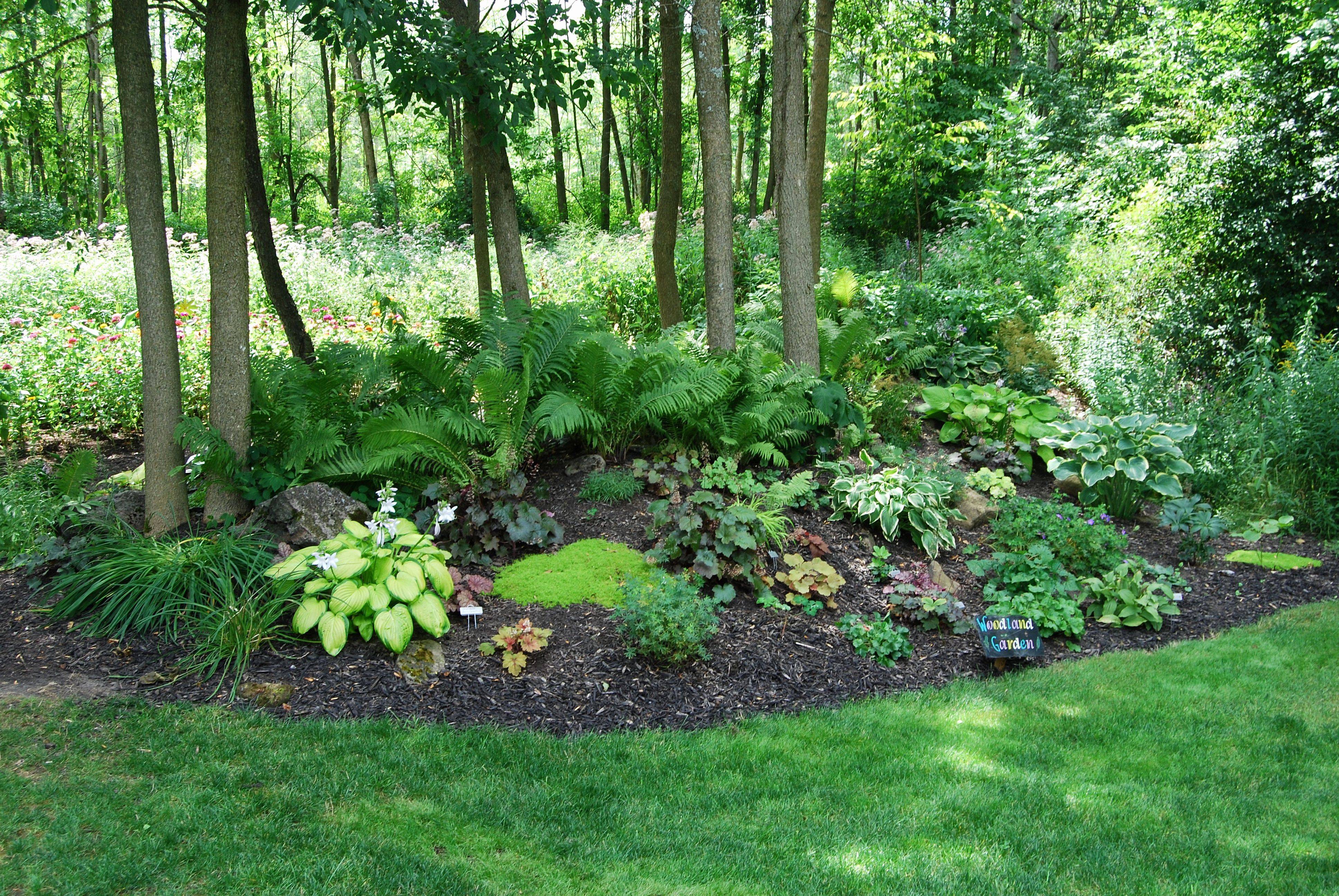 Our Woodland Garden Ideas