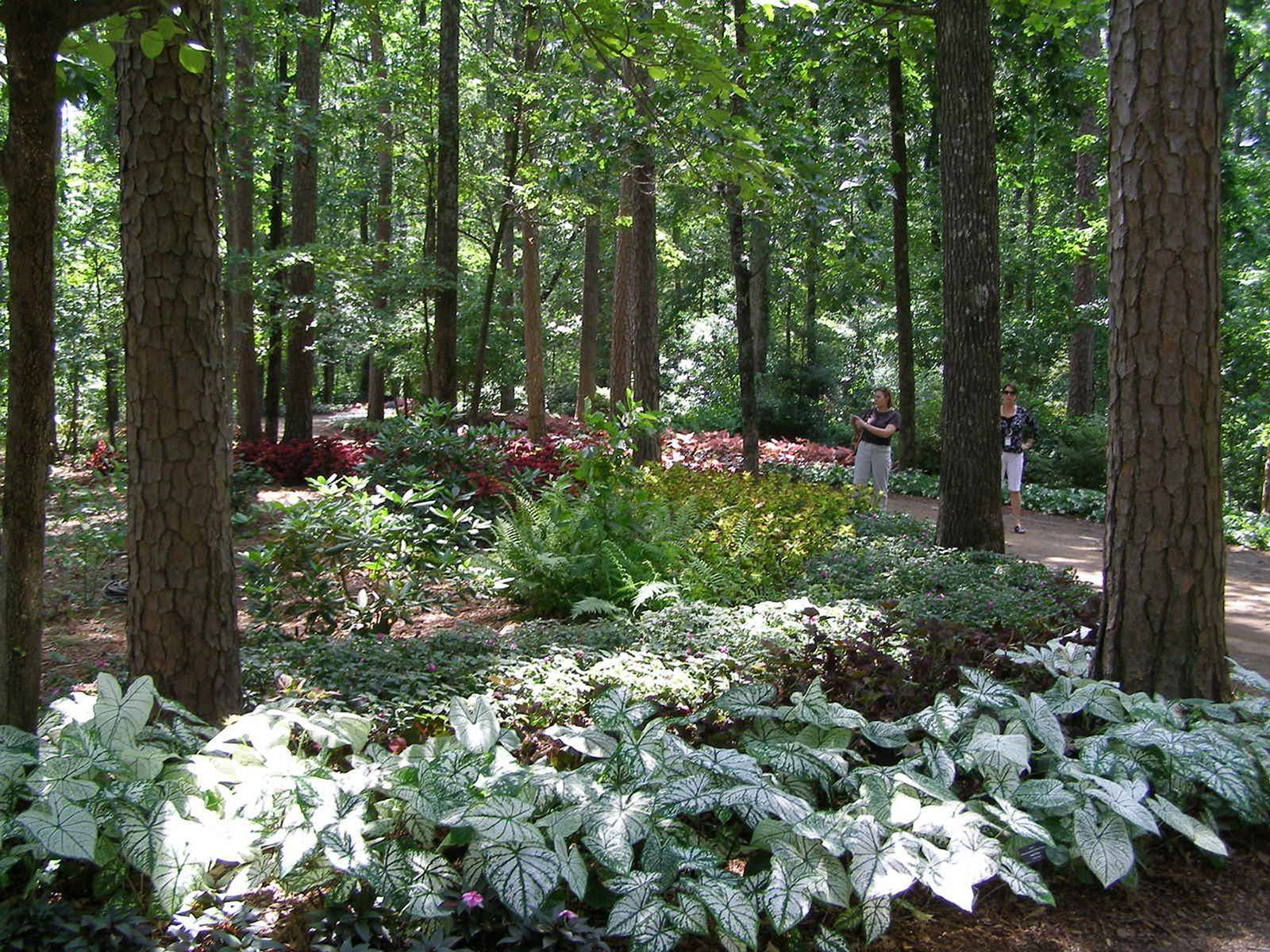 Design Woodland Garden Ideas