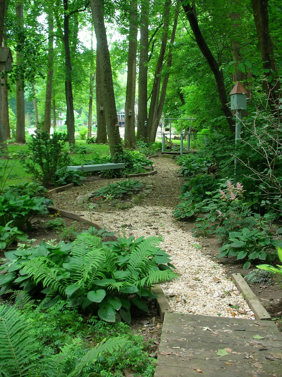 Shade Garden Woodland Plants