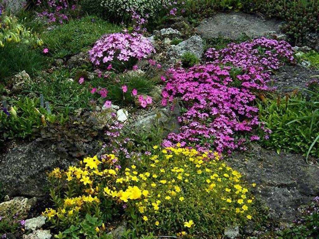 A Low Water Garden