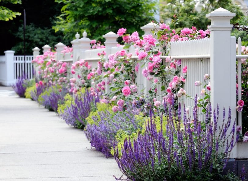 Garden Border Planting Ideas