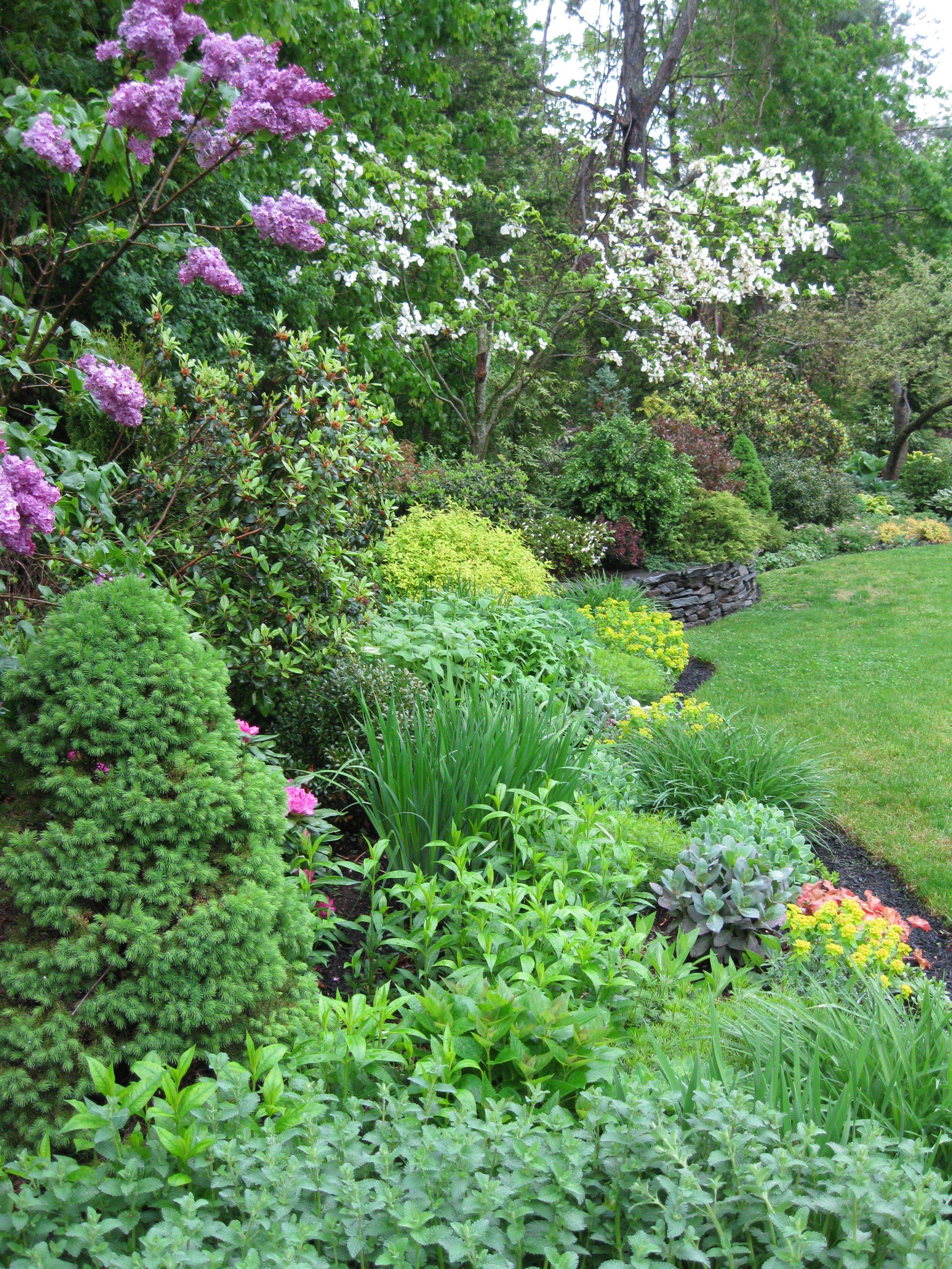Herbaceous Borders Taylor Tripp
