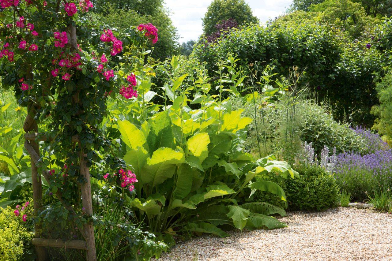 23 Best Garden Border Plants Ideas For This Year SharonSable