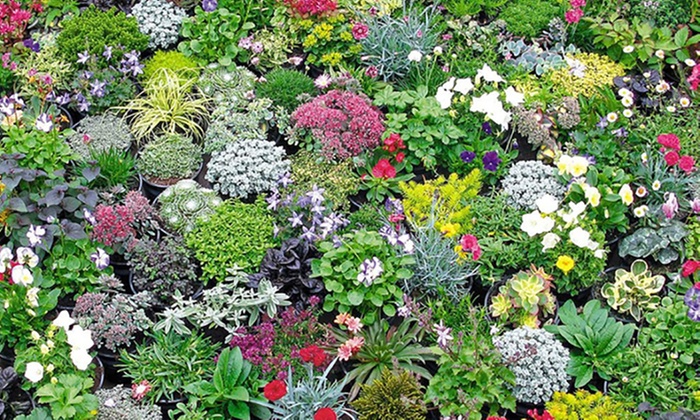 thumbnail image 2 of Wedding, Iris Bulbs For Planting Now UK, Greening Flower, Hardy Perennial, Iris Bulbs, Garden 2 of 12