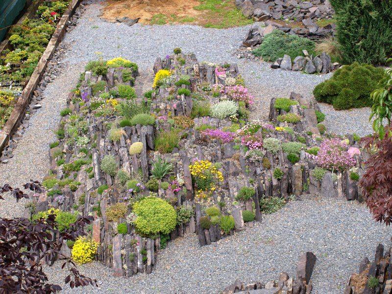 Newfoundland Forum Topic North American Rock Garden
