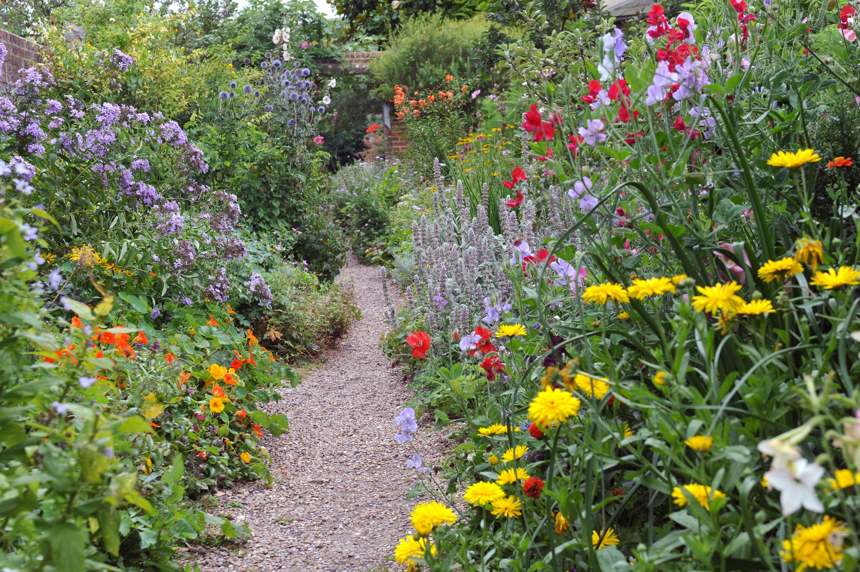 Best Flowering Perennials Plants