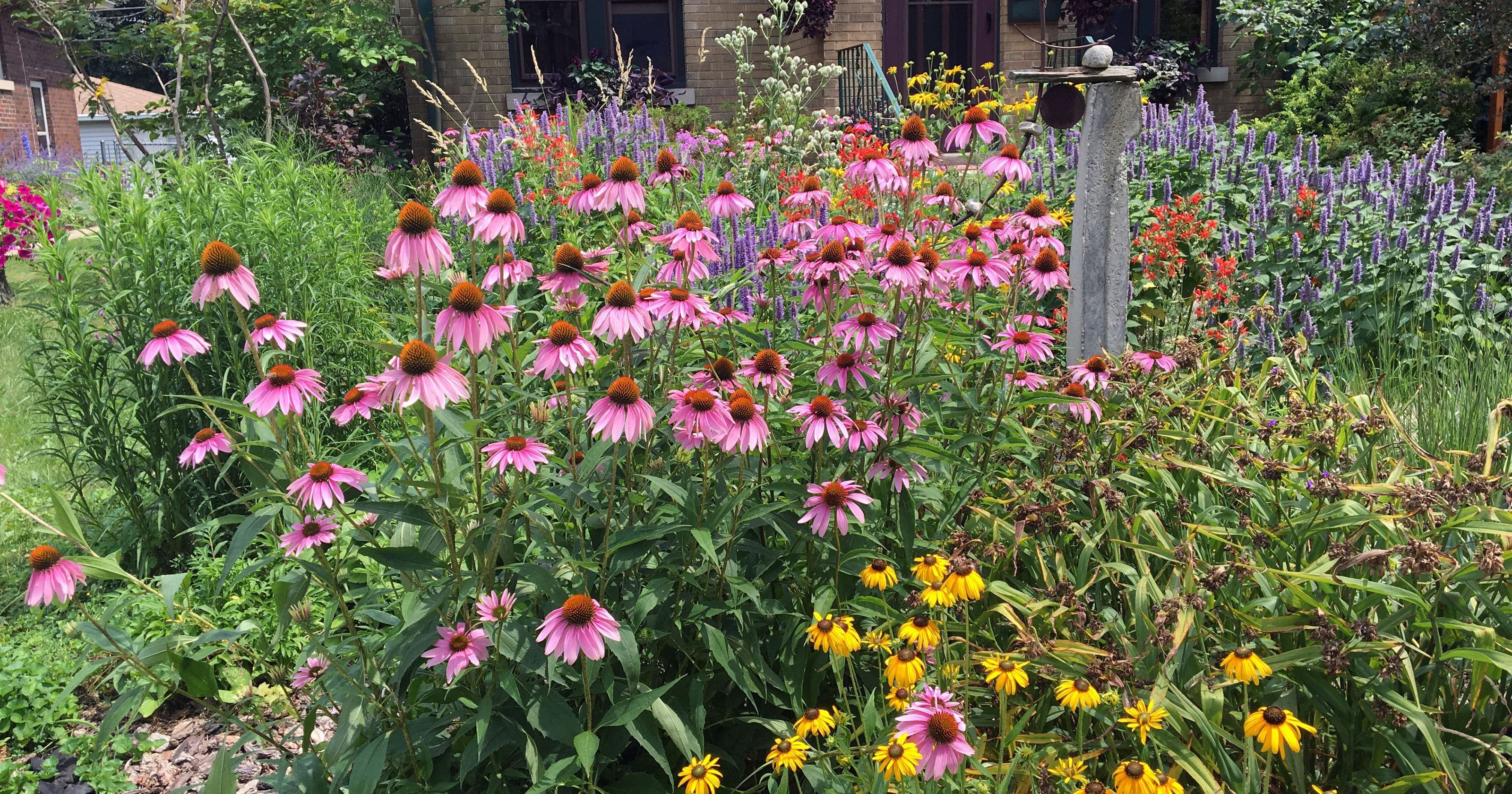 Autumn Wildflower Gardening Bexley Wildlife