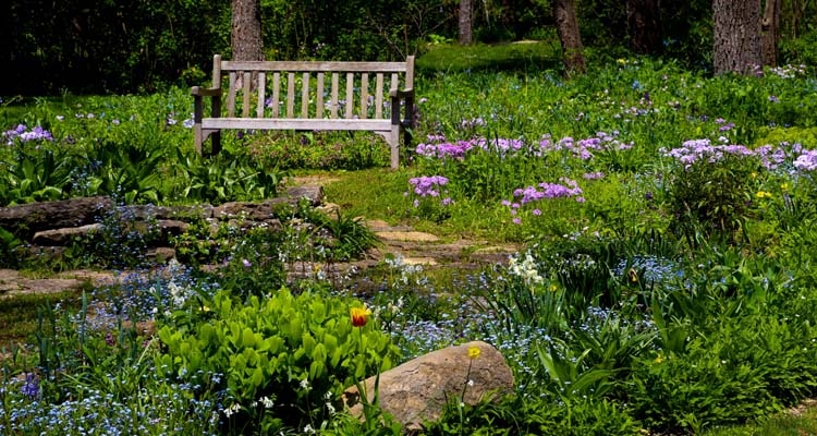 My Very Own Native Wildflower Garden