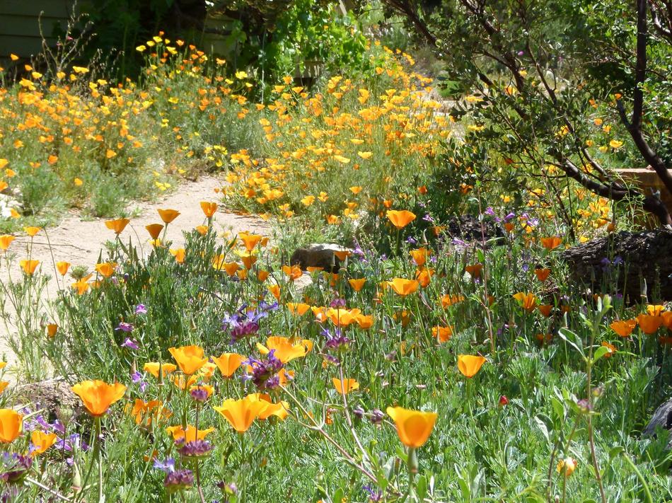 Wild Front Yards