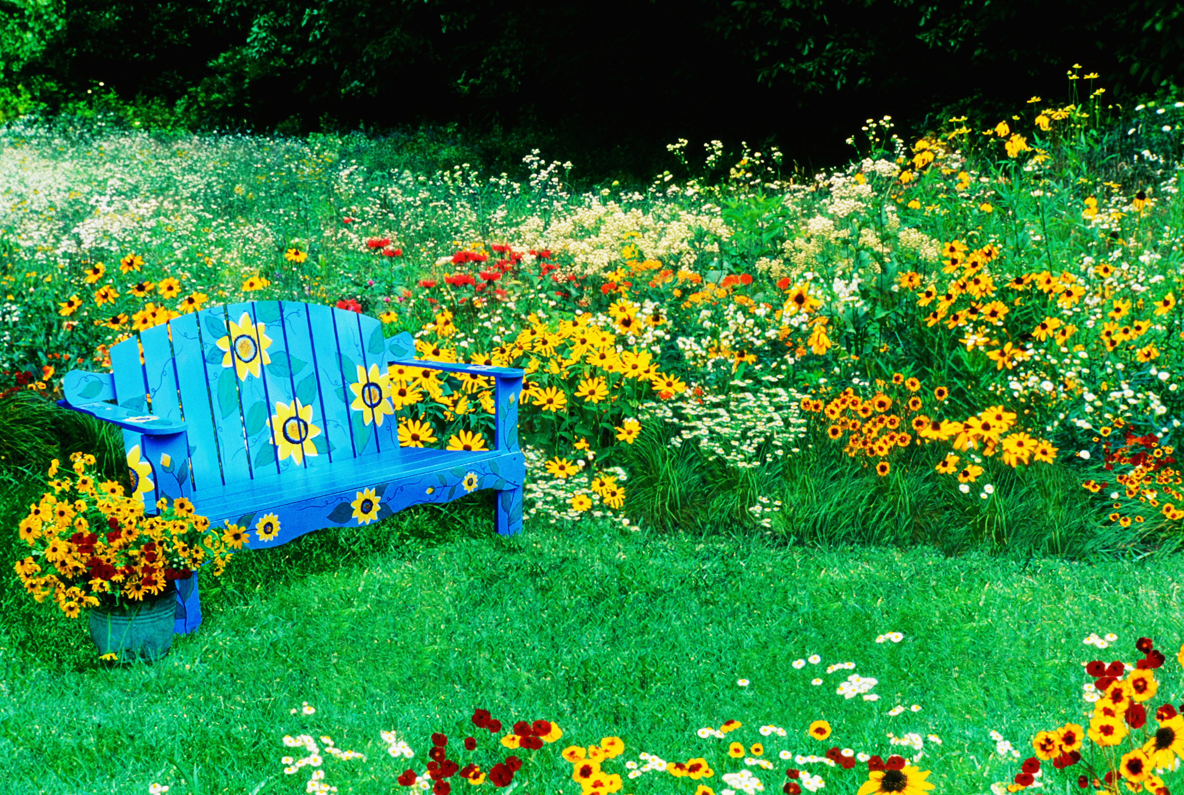 Backyard Native Meadow Garden