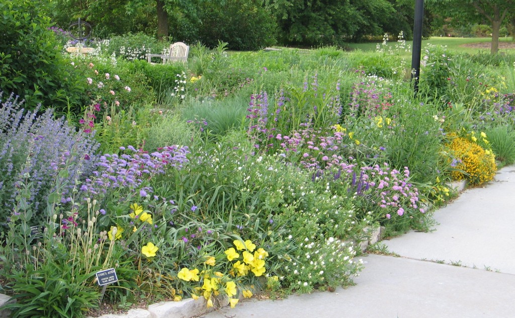 Wildflower Garden Design Colorado Native Landscaping Organic
