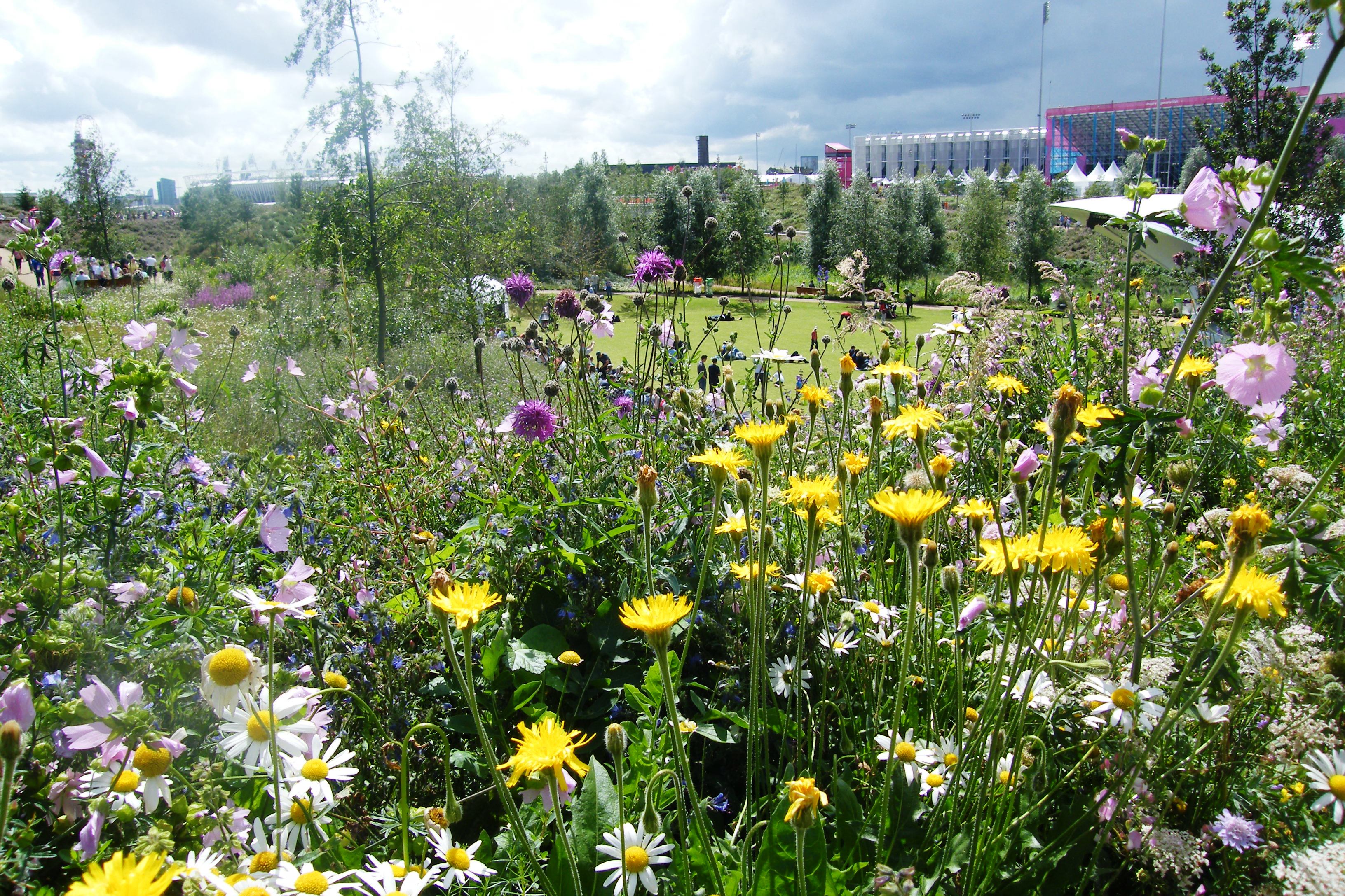 Wildflower Garden Ideas