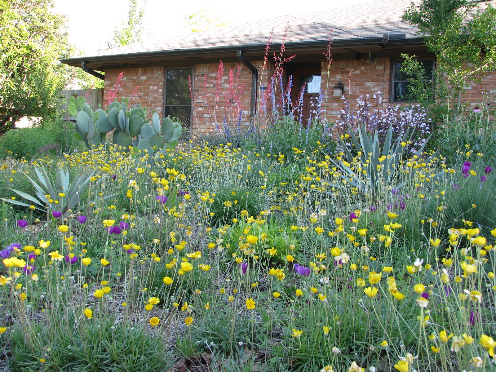 Your Native Garden Photos