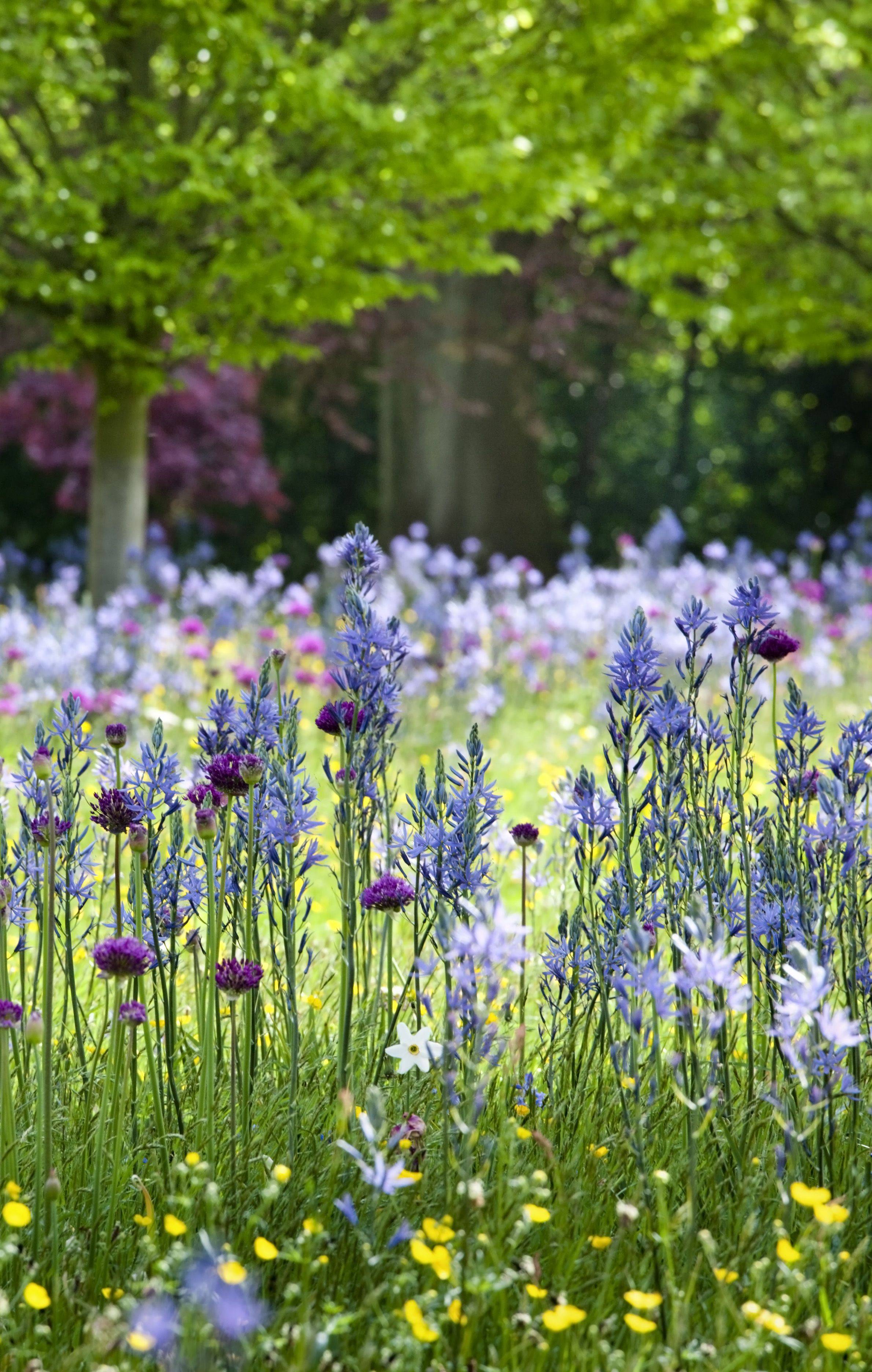 A Wild Informal Garden Finegardening Garden